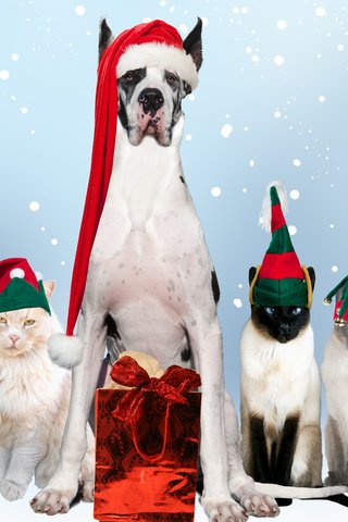 Обои новый год, подарки, собака, кошки, праздник, дог, new year, gifts, dog, cats, holiday разрешение 2560x1600 Загрузить