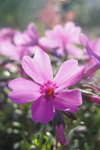 Обои cvety, fioletovyj, fialki разрешение 2048x1536 Загрузить