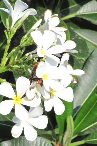 Обои цветы, cvety, krasota, tajland, плюмерия, flowers, plumeria разрешение 3648x2736 Загрузить