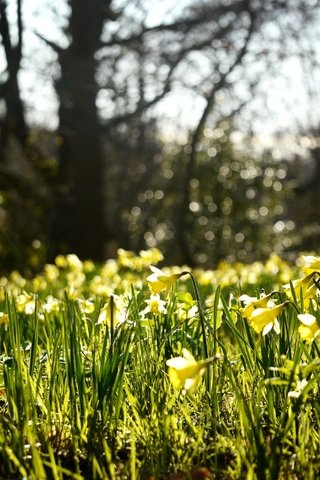 Обои природа, лес, блики, весна, нарциссы, vesna, polyana, rasteniya, priroda, travka, nature, forest, glare, spring, daffodils разрешение 2946x1964 Загрузить