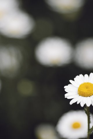 Обои цветок, ромашка, боке, cvetok, romashka, boke, flower, daisy, bokeh разрешение 4288x2848 Загрузить