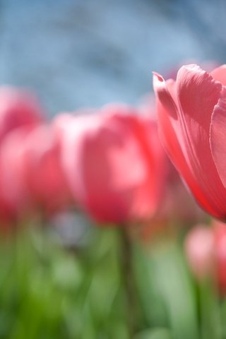 Обои тюльпаны, rozovyj, vesna, polyana, cvetok, tyulpan, buton, stebel, tulips разрешение 4256x2828 Загрузить