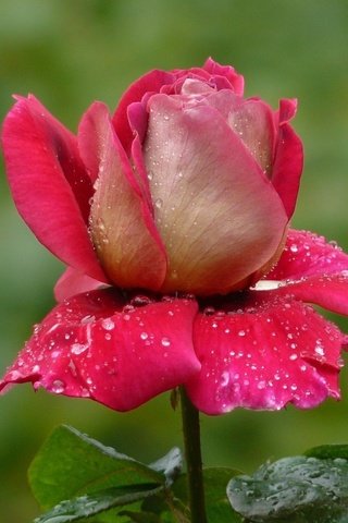 Обои cvety, kapli, roza разрешение 1920x1200 Загрузить