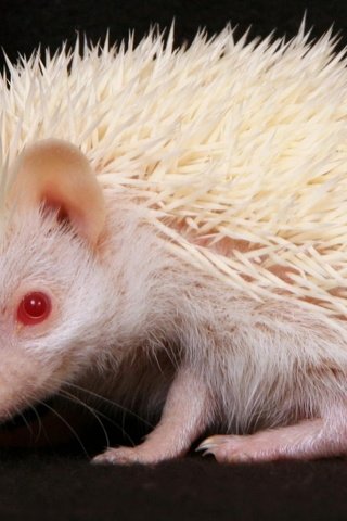 Обои черный фон, ежик, еж, альбинос, красные глаза, black background, hedgehog, albino, red eyes разрешение 2000x1125 Загрузить