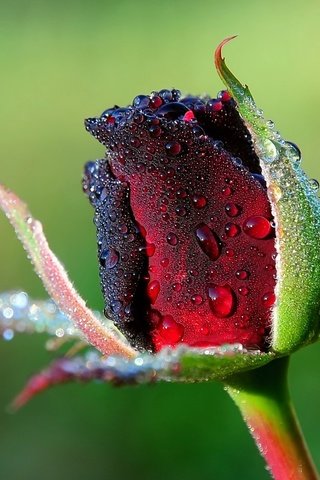 Обои цветы, природа, макро, роса, роза, бутон, cvety, kapli, roza, flowers, nature, macro, rosa, rose, bud разрешение 1920x1200 Загрузить