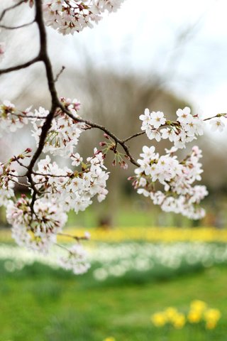 Обои ветка, дерево, цветение, весна, вишня, сакура, branch, tree, flowering, spring, cherry, sakura разрешение 2400x1600 Загрузить