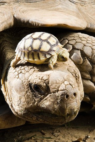 Обои животные, черепаха, панцирь, черепахи, детеныш, animals, turtle, shell, turtles, cub разрешение 1920x1200 Загрузить