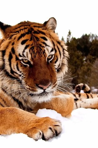 Обои тигр, морда, снег, лес, зима, лапы, взгляд, хищник, tiger, face, snow, forest, winter, paws, look, predator разрешение 1920x1200 Загрузить