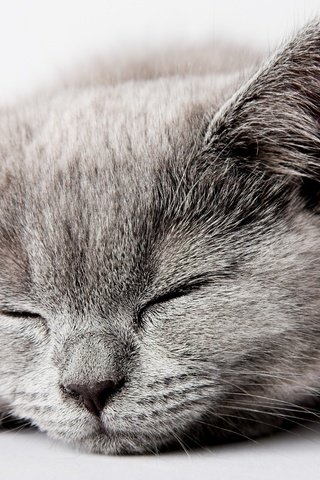 Обои морда, кошка, сон, котенок, серый, face, cat, sleep, kitty, grey разрешение 2560x1600 Загрузить