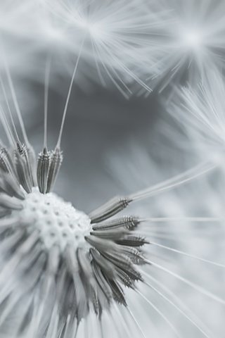 Обои фокус камеры, макро, цветок, одуванчик, пушинки, the focus of the camera, macro, flower, dandelion, fuzzes разрешение 1920x1200 Загрузить