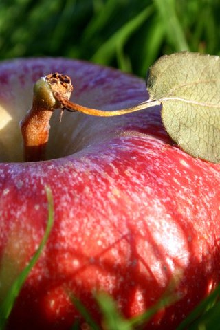 Обои трава, макро, фрукты, лист, плод, яблоко, красное, grass, macro, fruit, sheet, the fruit, apple, red разрешение 2560x1600 Загрузить