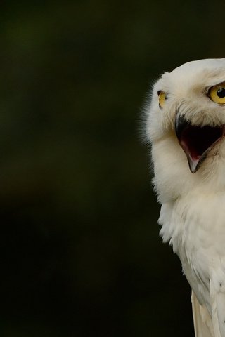 Обои глаза, сова, птица, клюв, белая, полярная, полярная сова, eyes, owl, bird, beak, white, polar, snowy owl разрешение 2048x1363 Загрузить