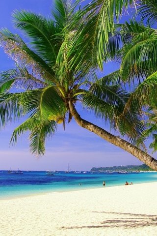 Обои песок, пляж, пальмы, тропики, sand, beach, palm trees, tropics разрешение 1920x1080 Загрузить