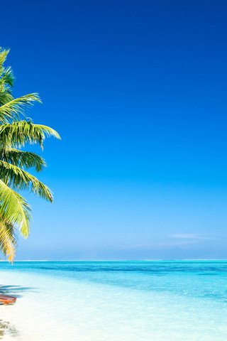 Обои пляж, пальмы, тропики, beach, palm trees, tropics разрешение 1920x1081 Загрузить