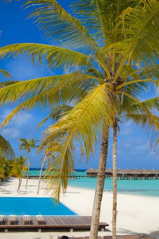 Обои пляж, пальмы, тропики, мальдивы, beach, palm trees, tropics, the maldives разрешение 5616x3744 Загрузить