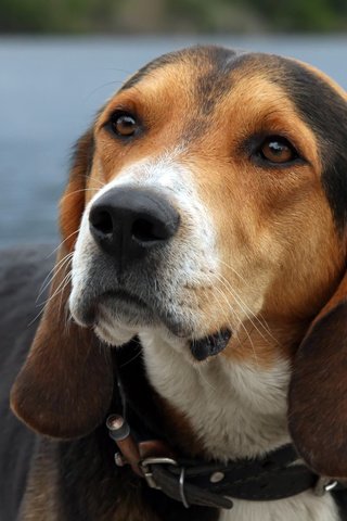 Обои глаза, морда, взгляд, собака, уши, ожидание, бигль, eyes, face, look, dog, ears, waiting, beagle разрешение 2560x1600 Загрузить