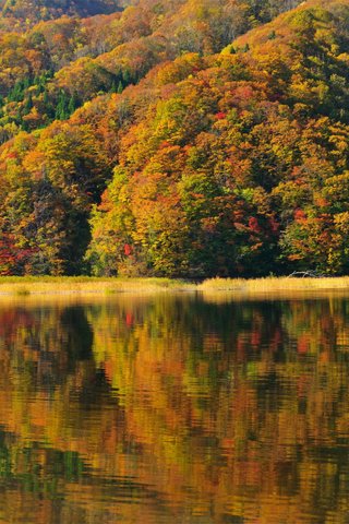 Обои деревья, берег, отражение, осень, япония, фукусима, озеро акимото, trees, shore, reflection, autumn, japan, fukushima, lake akimoto разрешение 2487x1651 Загрузить