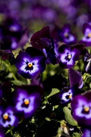 Обои цветы, макро, анютины глазки, фиолетовые, flowers, macro, pansy, purple разрешение 2560x1600 Загрузить