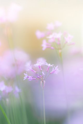 Обои цветы, размытость, весна, розовые, нежные, полевые, flowers, blur, spring, pink, gentle, field разрешение 1920x1280 Загрузить