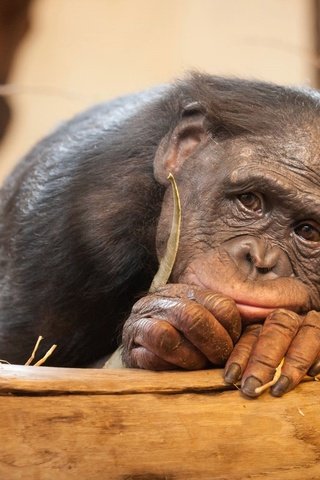 Обои глаза, грусть, взгляд, обезьяна, шимпанзе, eyes, sadness, look, monkey, chimpanzees разрешение 1920x1280 Загрузить