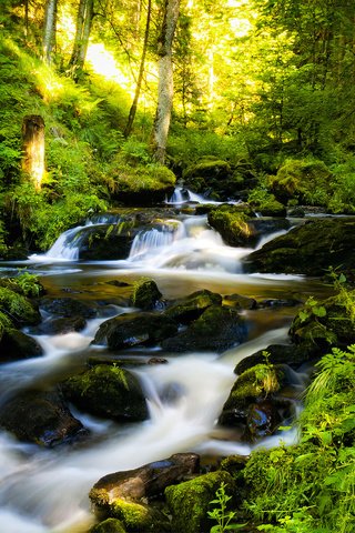 Обои деревья, река, камни, лес, ручей, германия, шварцвальд, trees, river, stones, forest, stream, germany, the black forest разрешение 2560x1600 Загрузить