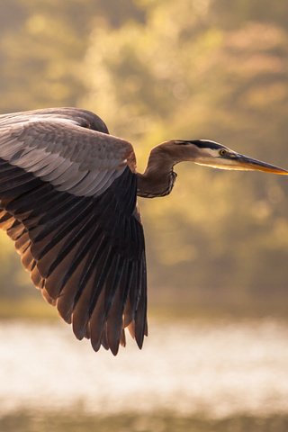 Обои небо, озеро, природа, полет, крылья, птица, цапля, the sky, lake, nature, flight, wings, bird, heron разрешение 3548x2060 Загрузить