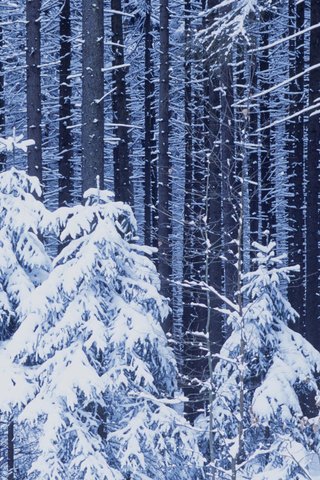 Обои снег, лес, зима, snow, forest, winter разрешение 1920x1080 Загрузить