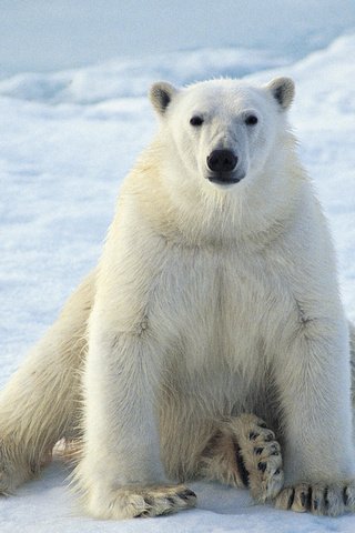 Обои зима, белый медведь, winter, polar bear разрешение 1920x1080 Загрузить