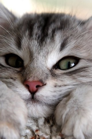 Обои морда, лапы, кошка, взгляд, котенок, лежит, серый, милый, face, paws, cat, look, kitty, lies, grey, cute разрешение 1920x1200 Загрузить