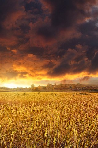 Обои небо, облака, закат, тучи, пейзаж, поле, колосья, пшеница, the sky, clouds, sunset, landscape, field, ears, wheat разрешение 1920x1230 Загрузить