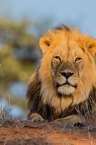 Обои природа, лежит, африка, хищник, львы, лев, грива, nature, lies, africa, predator, lions, leo, mane разрешение 2560x1600 Загрузить