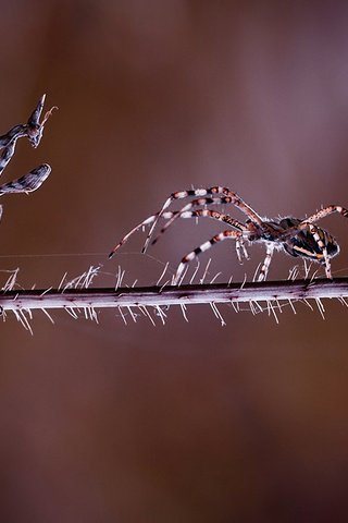 Обои фон, насекомые, растение, паук, стебель, схватка, богомол, встреча, background, insects, plant, spider, stem, fight, mantis, meeting разрешение 1920x1200 Загрузить