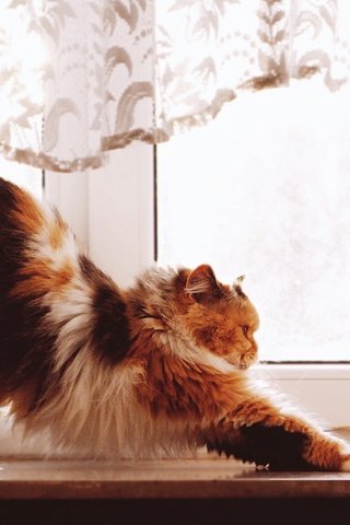 Обои кот, кошка, пушистый, окно, подоконник, трехцветный, cat, fluffy, window, sill, tri-color разрешение 2560x1440 Загрузить