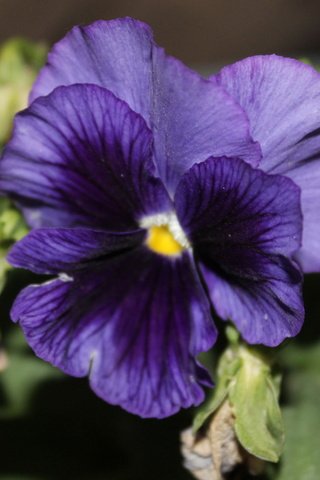 Обои цветок, фиолетовый, анютины глазки, крупным планом, flower, purple, pansy, closeup разрешение 3088x2056 Загрузить