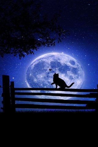 Обои ночь, дерево, звезды, кот, луна, бабочка, забор, night, tree, stars, cat, the moon, butterfly, the fence разрешение 1920x1200 Загрузить