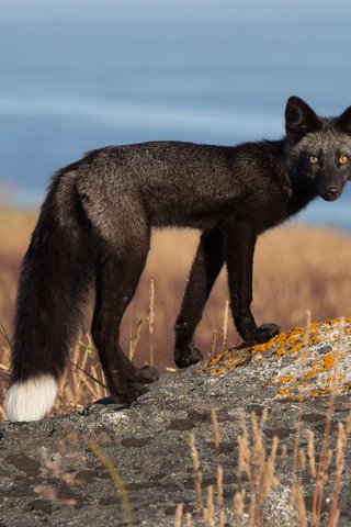 Обои природа, взгляд, лиса, лисица, хвост, черно-бурая, чернобурка, nature, look, fox, tail, black-brown разрешение 2048x1366 Загрузить