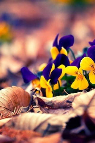 Обои цветы, листья, желтые, анютины глазки, flowers, leaves, yellow, pansy разрешение 1920x1200 Загрузить