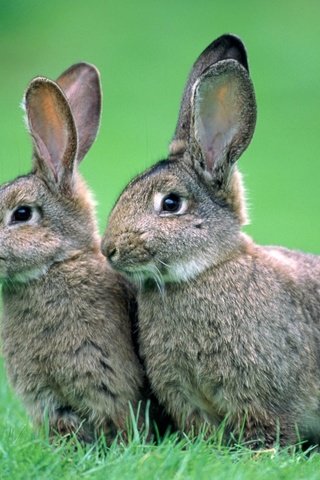 Обои трава, природа, фон, животные, серые, кролики, зайцы, grass, nature, background, animals, grey, rabbits разрешение 1920x1200 Загрузить