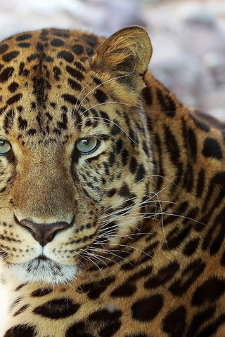 Обои морда, усы, взгляд, леопард, хищник, face, mustache, look, leopard, predator разрешение 2262x1961 Загрузить