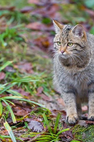 Обои трава, листья, кошка, дикий кот, лесной кот, grass, leaves, cat, wild cat, wildcat разрешение 2048x1365 Загрузить