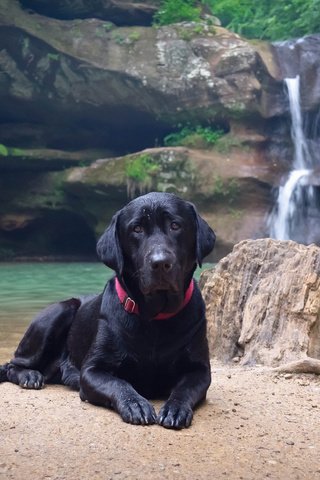 Обои вода, природа, берег, водопад, черный, собака, лабрадор, water, nature, shore, waterfall, black, dog, labrador разрешение 1920x1200 Загрузить