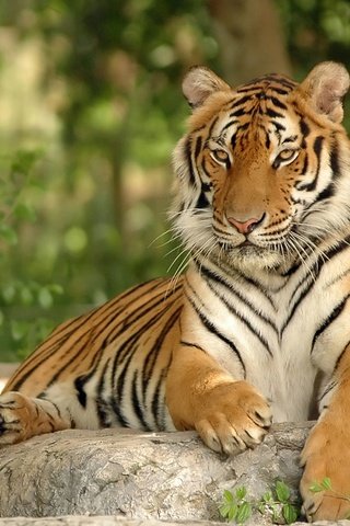 Обои тигр, кошка, хищник, камень, большая, дикая, tiger, cat, predator, stone, large, wild разрешение 2560x1600 Загрузить