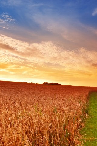 Обои небо, дорога, трава, облака, солнце, поле, колосья, пшеница, the sky, road, grass, clouds, the sun, field, ears, wheat разрешение 2560x1600 Загрузить