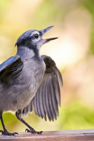 Обои птенец, фон, крылья, птица, голубая, поет, сойка, chick, background, wings, bird, blue, sings, jay разрешение 1920x1274 Загрузить