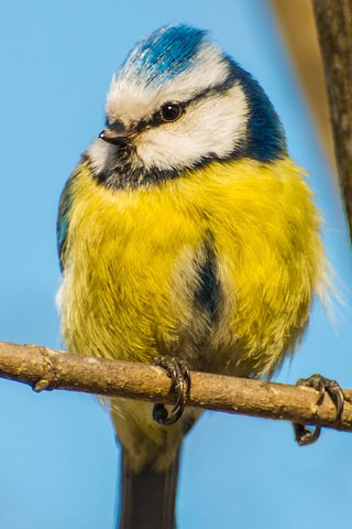 Обои небо, ветка, дерево, птица, синица, синичка, the sky, branch, tree, bird, tit, titmouse разрешение 1920x1300 Загрузить