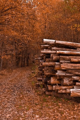 Обои деревья, природа, листья, дорожка, осень, бревна, trees, nature, leaves, track, autumn, logs разрешение 2560x1600 Загрузить