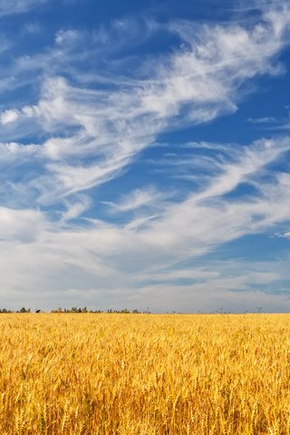 Обои небо, облака, деревья, поле, лето, колосья, пшеница, the sky, clouds, trees, field, summer, ears, wheat разрешение 1920x1200 Загрузить