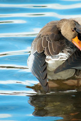 Обои вода, отражение, птица, клюв, перья, утка, water, reflection, bird, beak, feathers, duck разрешение 2560x1600 Загрузить