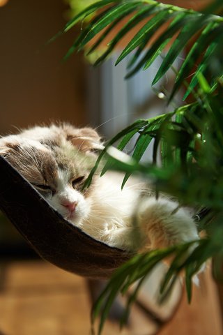 Обои кошка, сон, комната, растение, обои кот, cat, sleep, room, plant, wallpaper cat разрешение 2048x1363 Загрузить