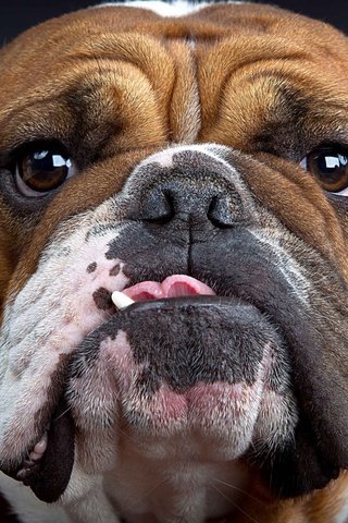 Обои морда, собака, ошейник, язык, английский бульдог, face, dog, collar, language, english bulldog разрешение 1920x1200 Загрузить